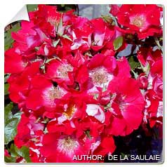 Roseira 'Red Dot'